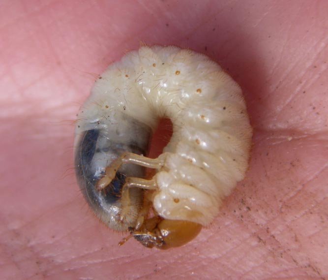 grubs how to get rid of them grubs how to get rid of them